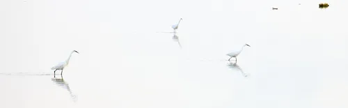This landscape photograph shows three Great Egrets wading in shallow water in Christchurch, Dorset, United Kingdom. The scene is captured during a spring evening, as indicated by the soft natural light at this time of day and year. The tranquil water creates gentle reflections of the animals, emphasizing the presence and elegance of these birds. The open composition highlights the peaceful interaction of the egrets with their habitat, typical of wildlife found in Dorset’s aquatic environments.